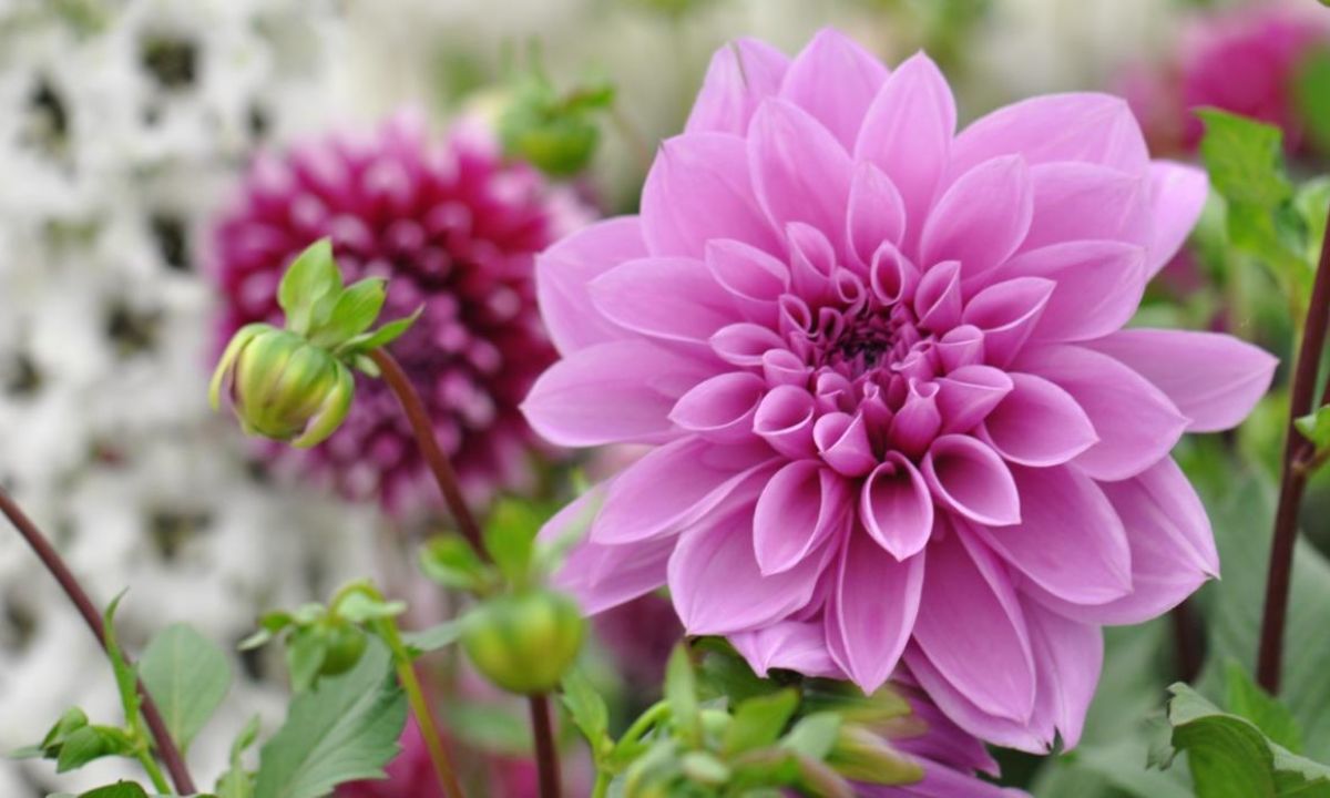 10 Little-Known Facts About Dahlias that you need to know