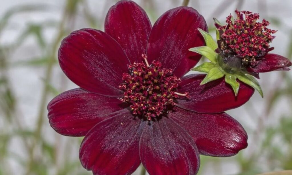 3. Chocolate Cosmos