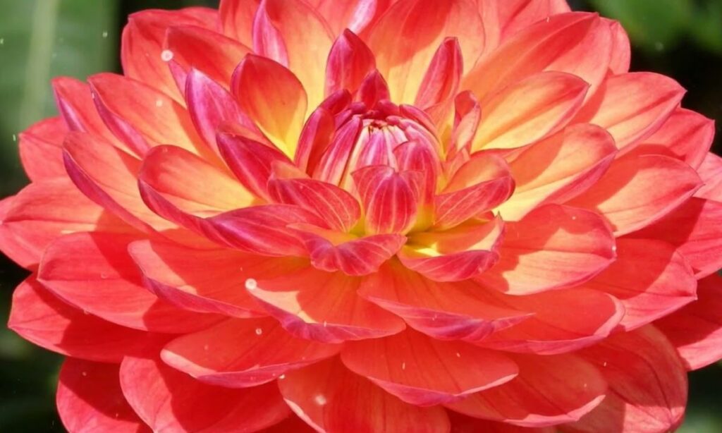 3. Dahlias Are Classified by Their Flower Forms