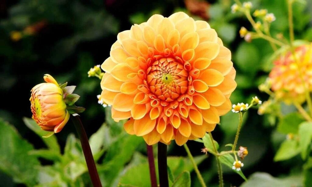 5. Dahlias Were Named After a Swedish Botanist