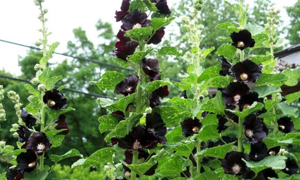 5. Watchman Hollyhock