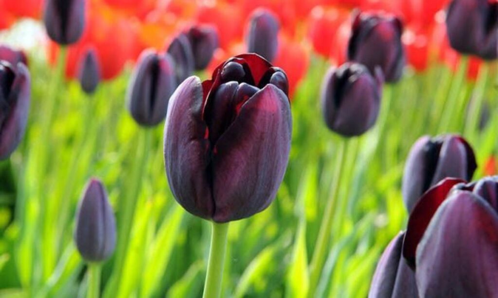 6 Facts About Queen of the Night Tulip