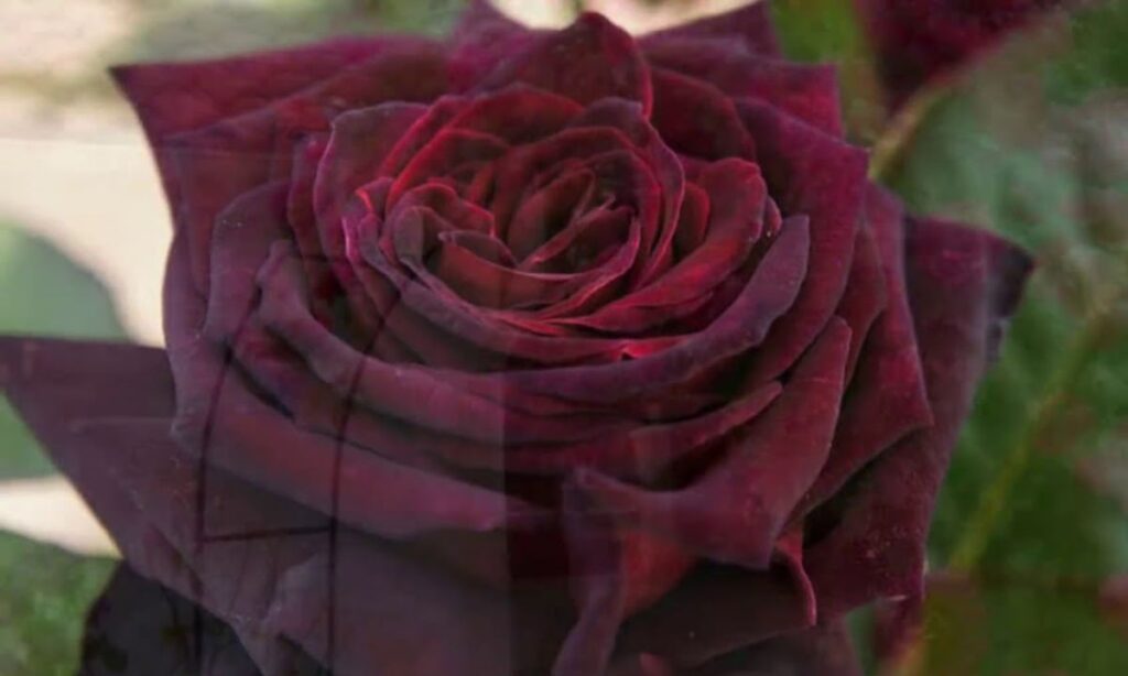 7. Black Baccara Rose