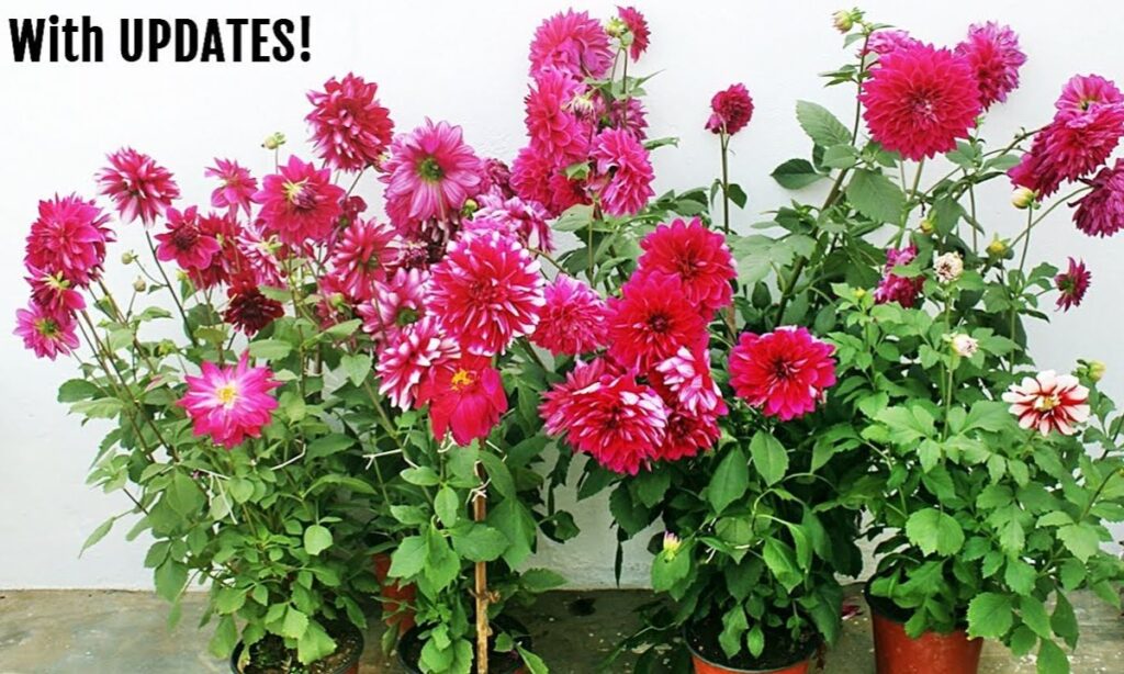 7. Dahlias Can Grow Over 6 Feet Tall