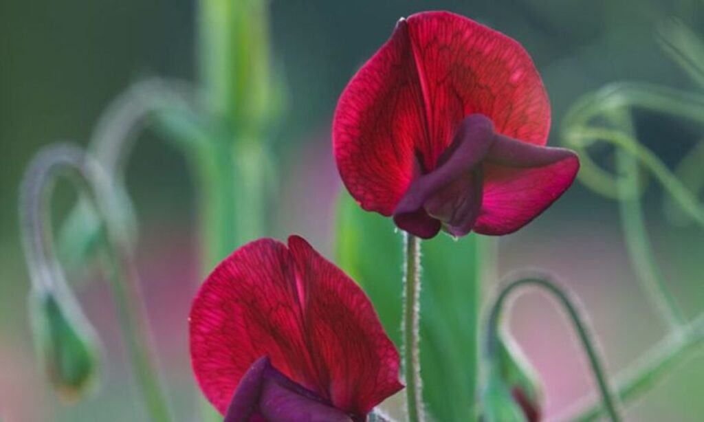 9. Black Knight Sweet Peas