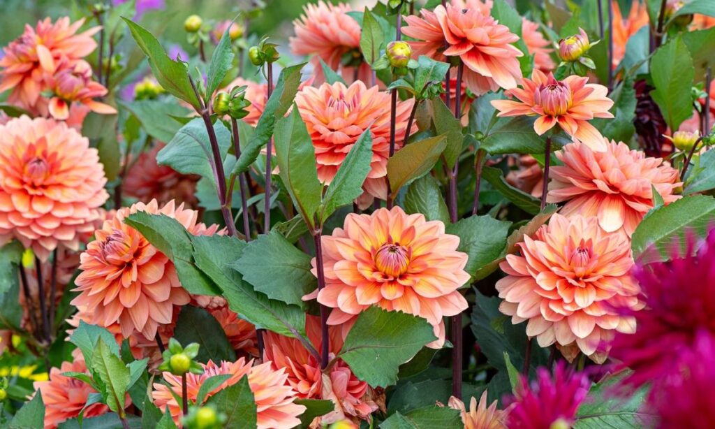 Dahlias Are a Favorite for Pollinators