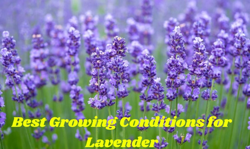 Best Growing Conditions for Lavender Plants