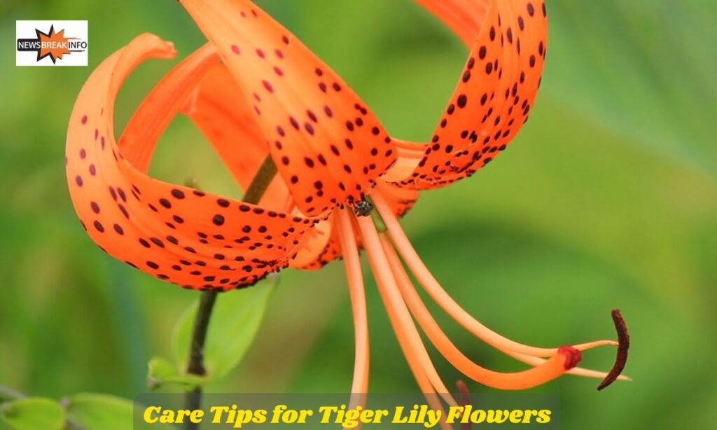 Care Tips for Tiger Lily Flowers