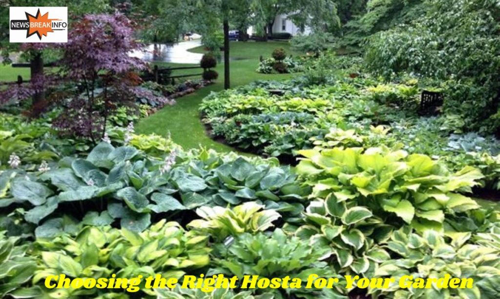 Choosing the Right Hosta for Your Garden