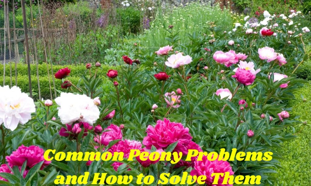 Common Peony Problems and How to Solve Them