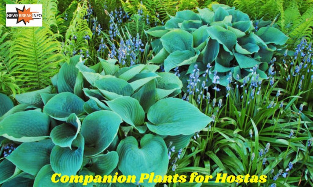 Companion Plants for Hostas