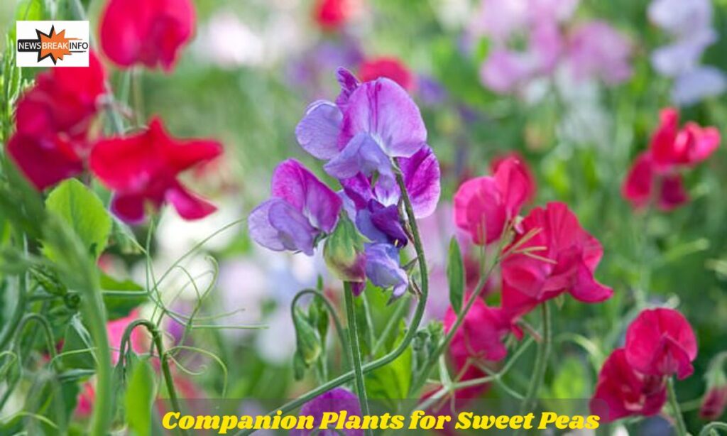 Companion Plants for Sweet Peas