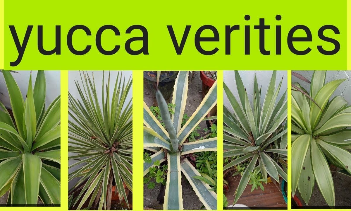 Comprehensive Guide On 15 Types Of Yucca Plant