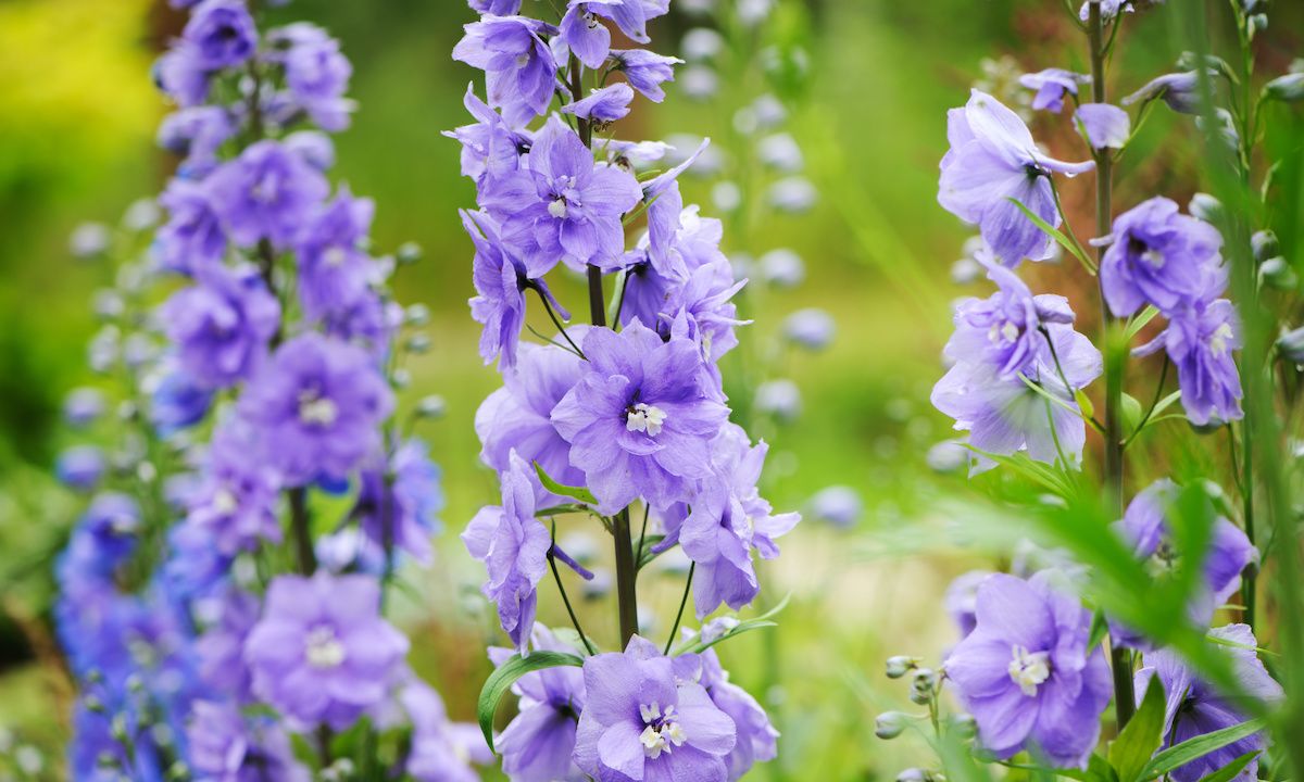 Comprehensive Guide to Growing Larkspur Flowers for Gardners