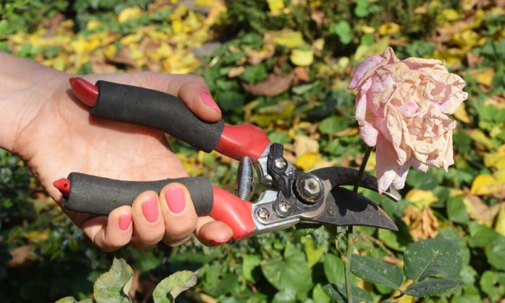 Cutting and Deadheading Dahlias Flowers