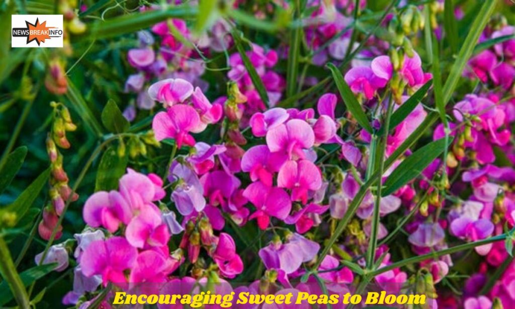 Encouraging Sweet Peas to Bloom