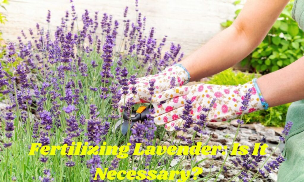 Fertilizing Lavender: Is It Necessary?