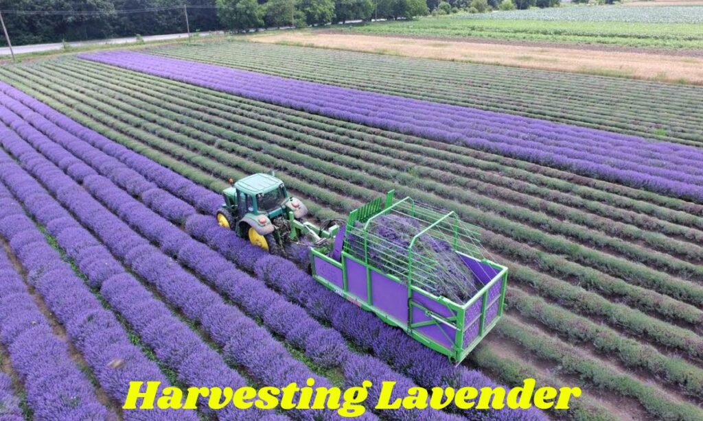 Harvesting Lavender