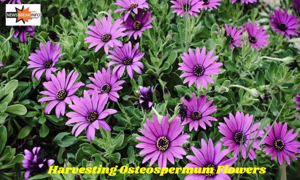 Harvesting Osteospermum Flowers