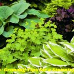 Hostas: Growing Tips for a Stunning Garden_2024