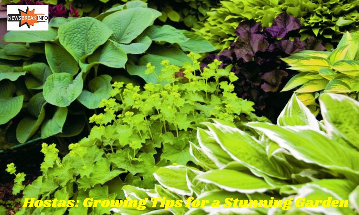 Hostas: Growing Tips for a Stunning Garden_2024