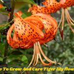 How To Grow And Care Tiger lily flowers: Complete Guide