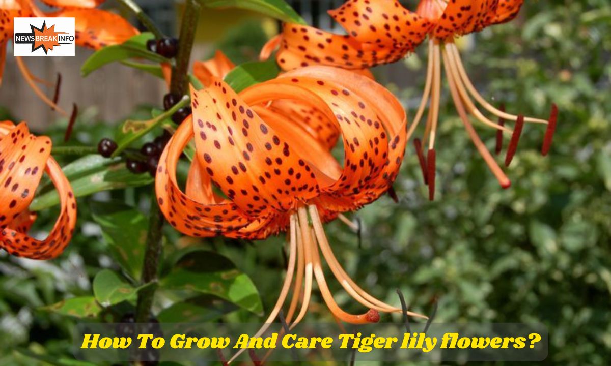 How To Grow And Care Tiger lily flowers: Complete Guide