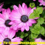 How To Grow Osteospermum? A Detailed Guide