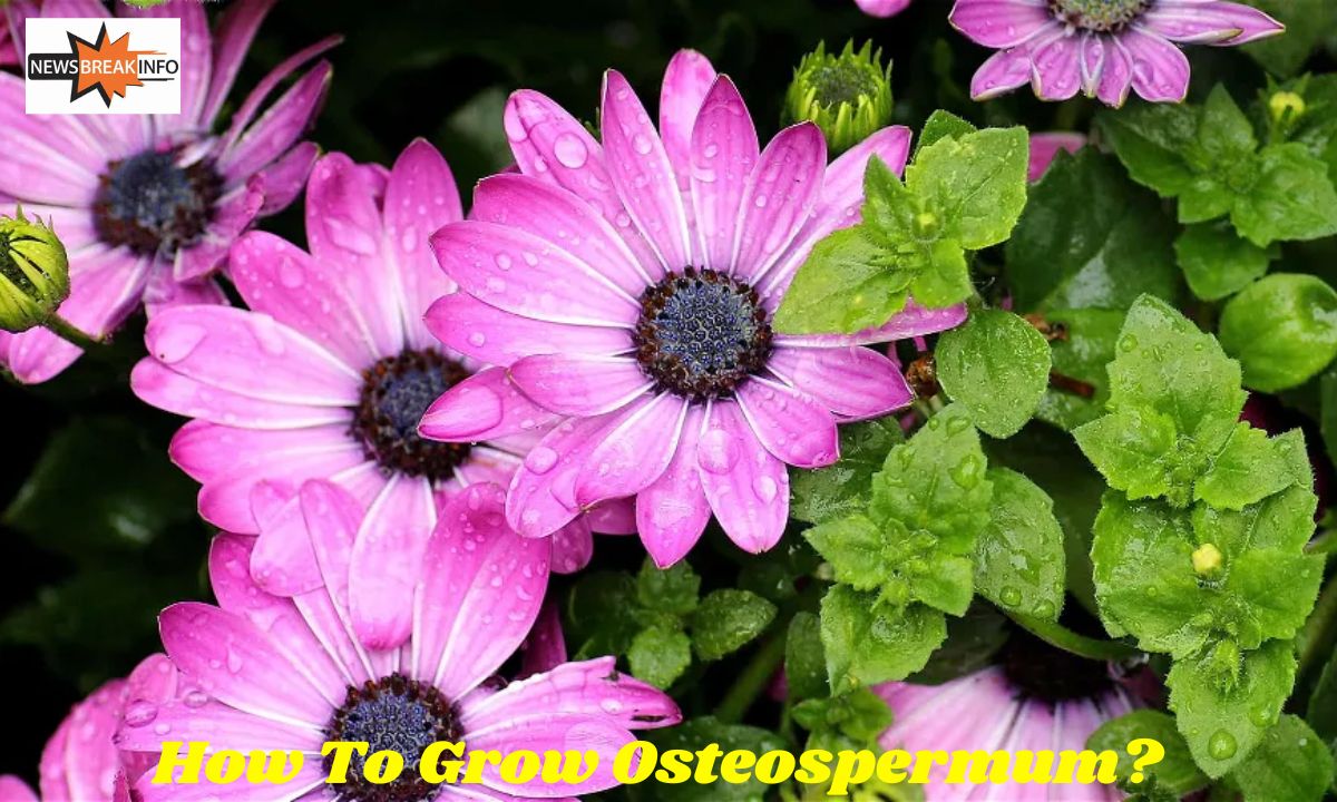 How To Grow Osteospermum? A Detailed Guide