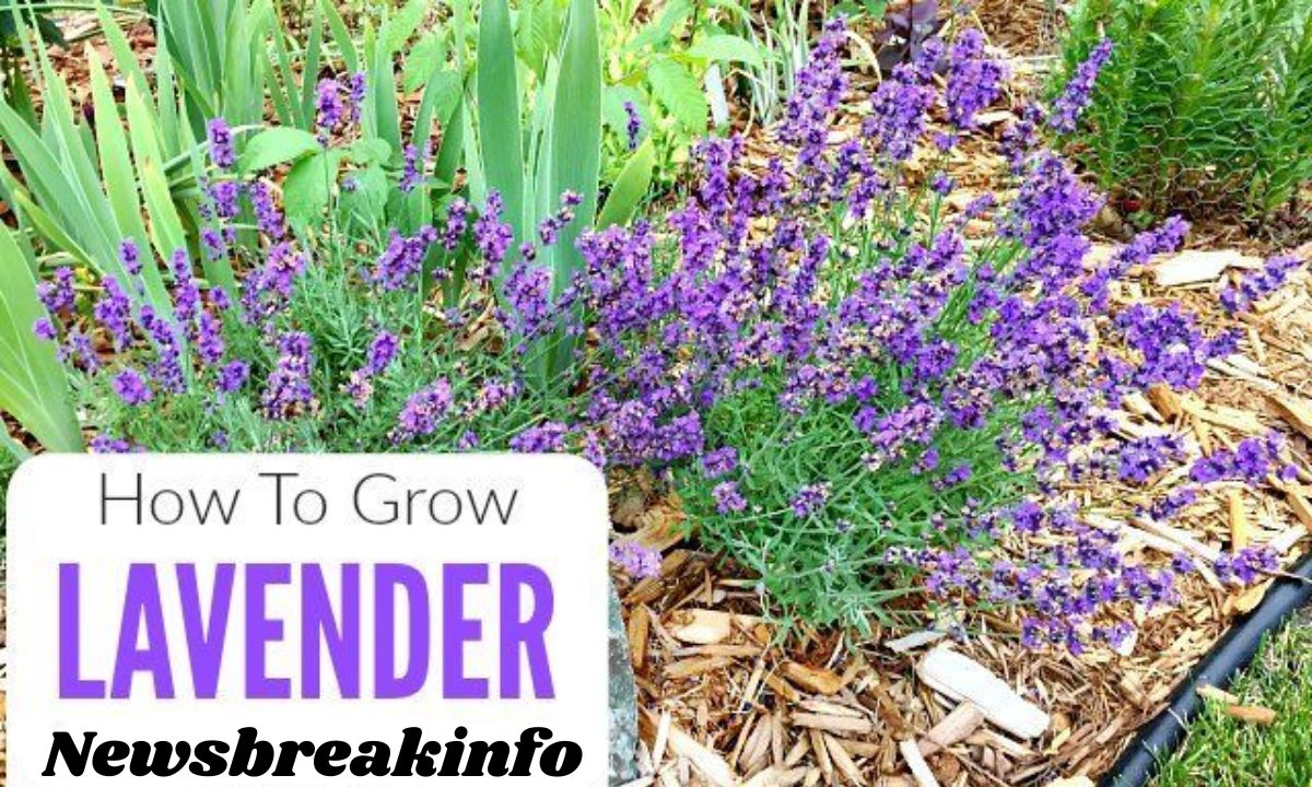 How To Grow and Care for Spanish Lavender? Detailed Guide