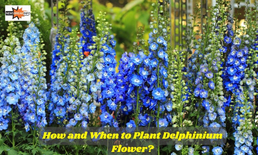 How and When to Plant Delphinium Flower?