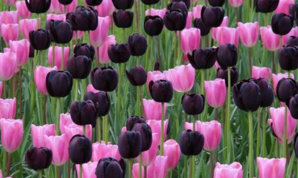 How and When to Plant Queen of the Night Tulip?