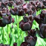 How to Grow Queen of the Night Tulip_2024 Guide