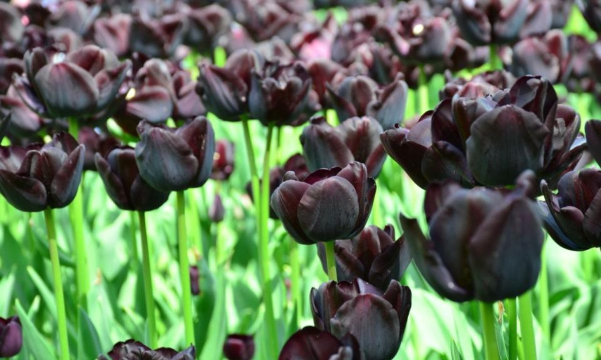 How to Grow Queen of the Night Tulip_2024 Guide