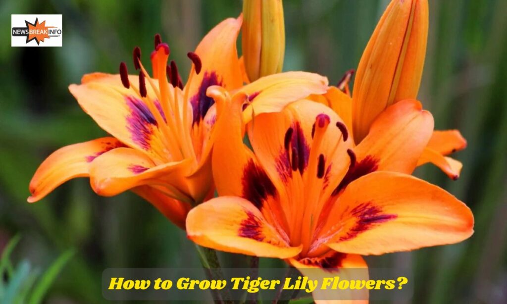 How to Grow Tiger Lily Flowers?