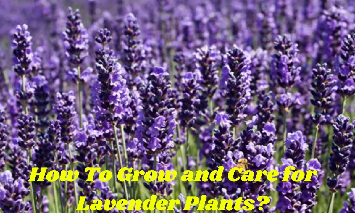 How to Grow and Care for Lavender Plants? Detailed Guide