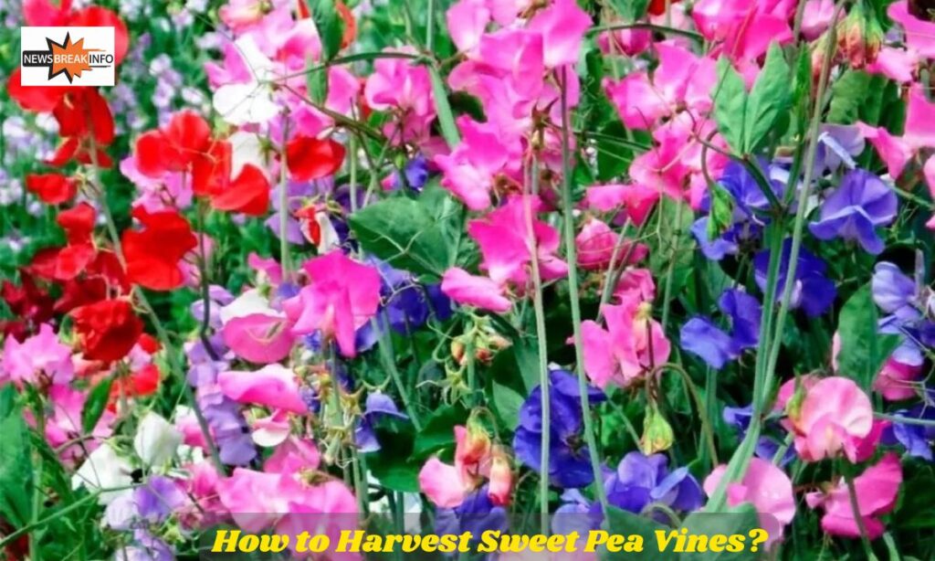 How to Harvest Sweet Pea Vines?