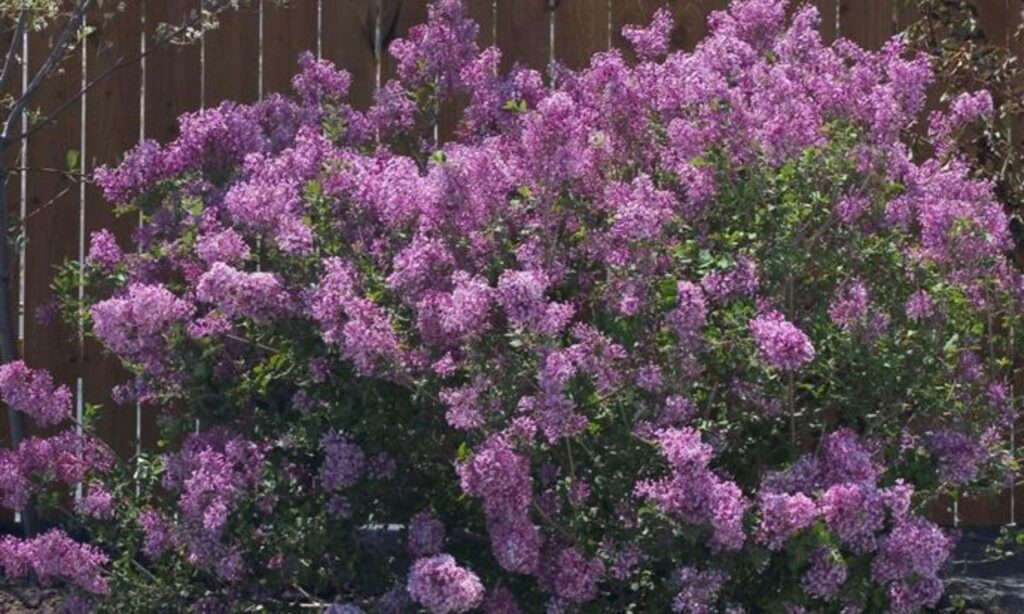 How to Plant Bloomerang Lilac?