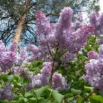 How to Plant and Grow Bloomerang Lilac_2024 guide