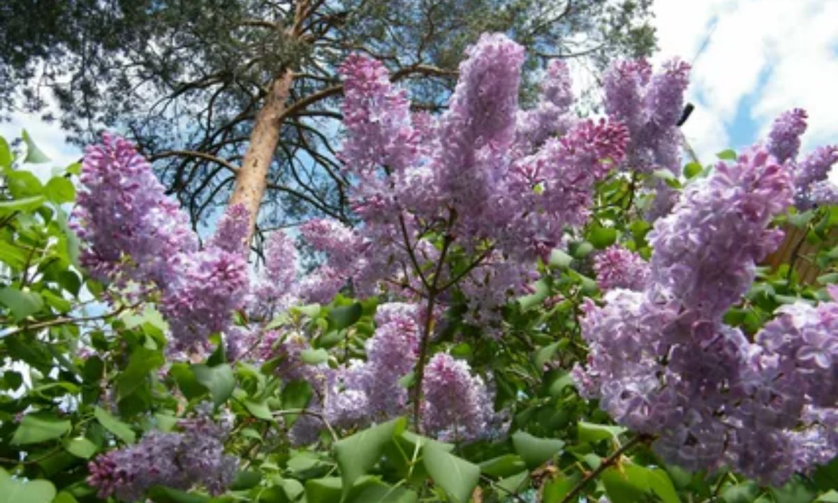 How to Plant and Grow Bloomerang Lilac_2024 guide