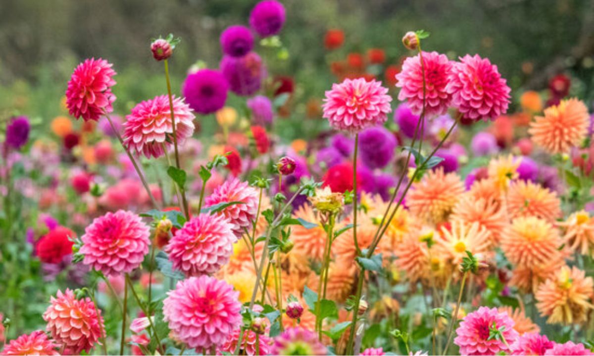 How to Plant and Grow Dahlias Flowers_2024 Guide