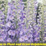 How to Plant and Grow delphinium 2024 Guide