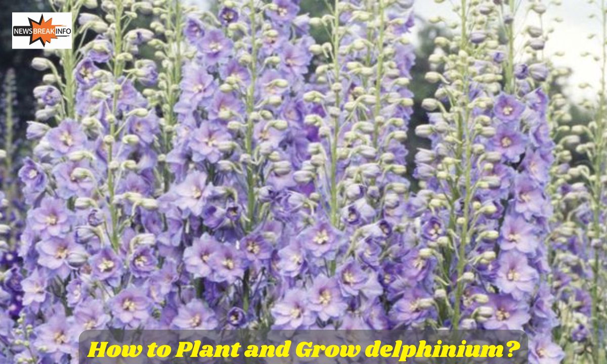 How to Plant and Grow delphinium 2024 Guide