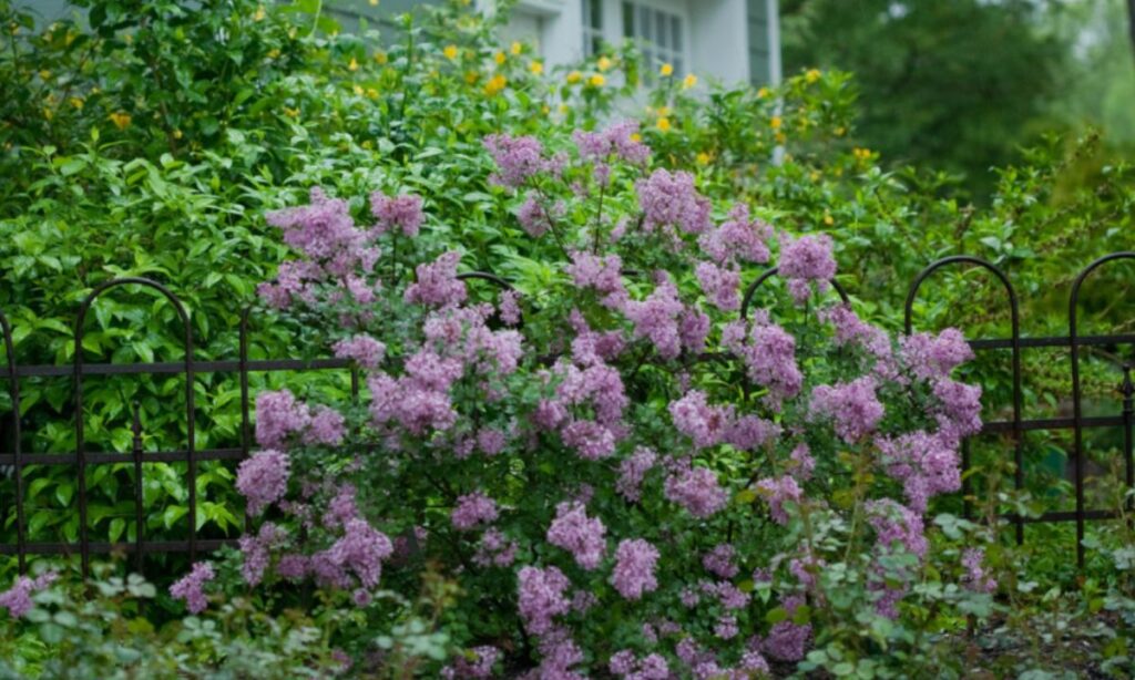 How to Propagate Bloomerang Lilac?