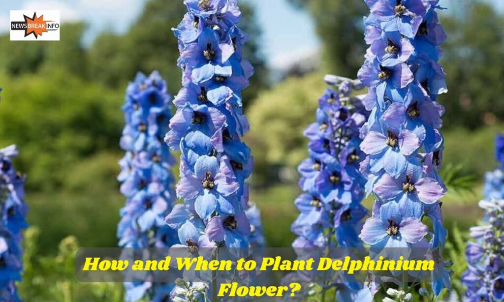 How to Propagate Delphinium?