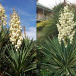 How to Save a Dying Yucca Plant2024 Guide