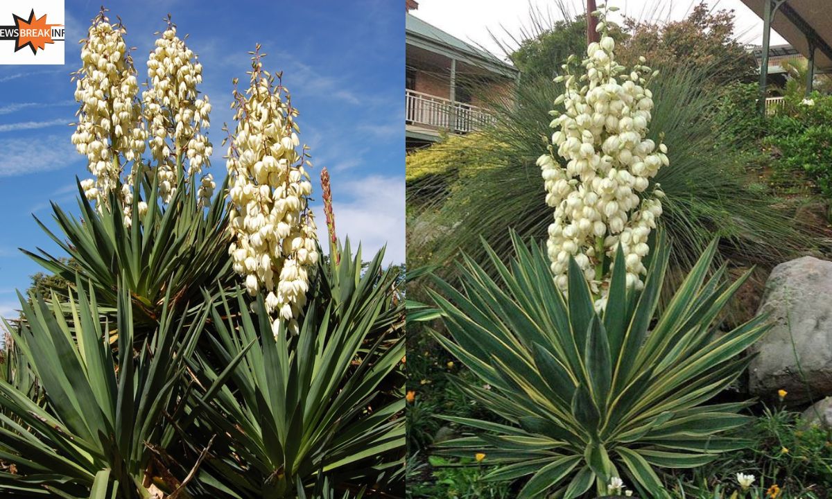 How to Save a Dying Yucca Plant2024 Guide