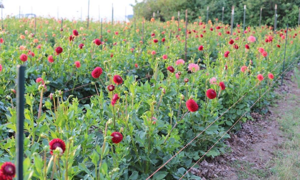 How to Stake Dahlias Flowers?