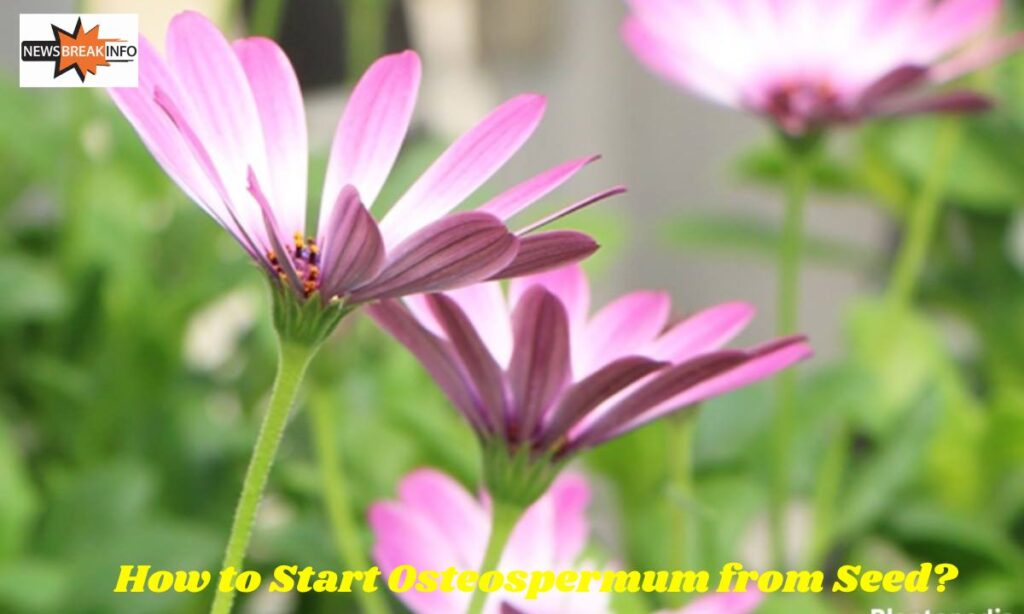 How to Start Osteospermum from Seed?