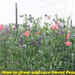 How to grow and care Sweet Peas: Guide for Beginners